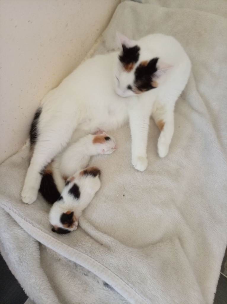 Beautiful newborn kittens ready in several weeks