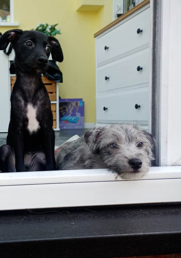 Bubbly Boys Vac and Vet Checked Ready 4 Adventures