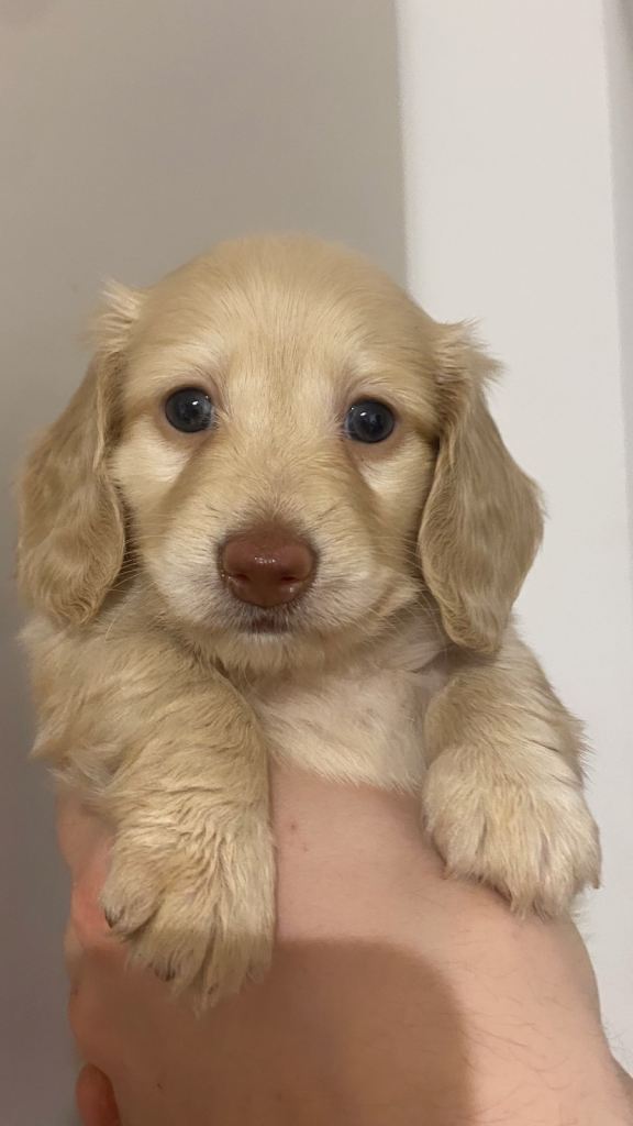 rare opportunity! cream long haired Miniature dachshund for sale 