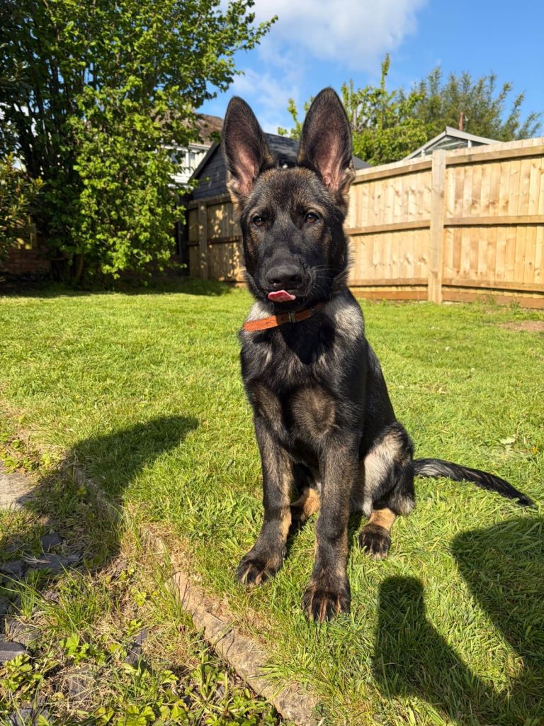 Gorgeous German Shepherd 