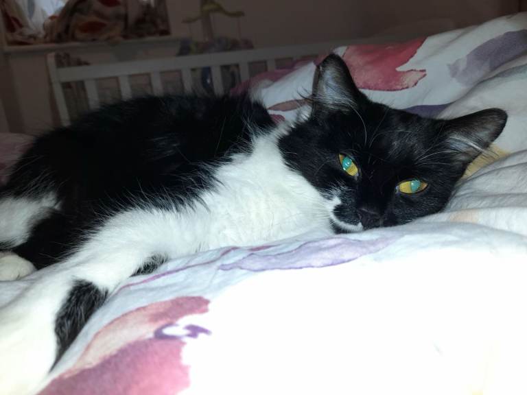 Lovely natured rag doll 