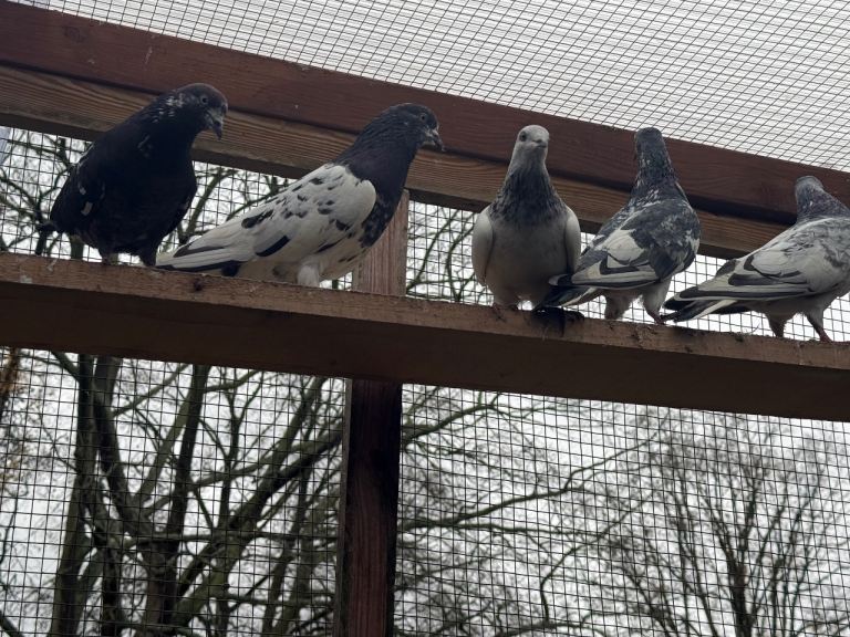 Pakistani high flyers for sale 