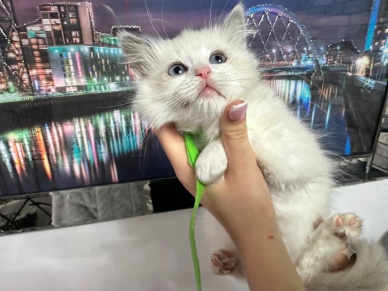 Beautiful fluffy MALE ragdoll kittens Ready now