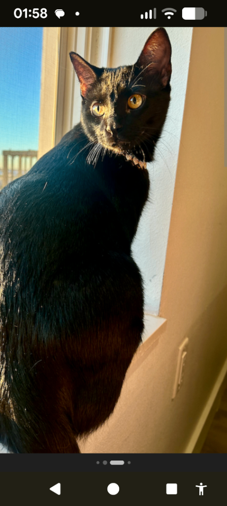 Female 3 years old.
