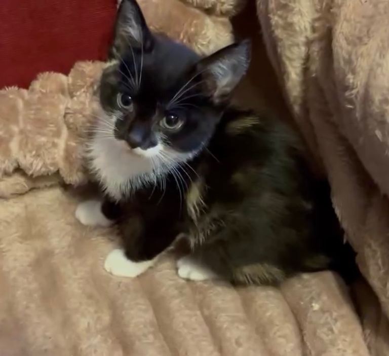 1 kitten left female 