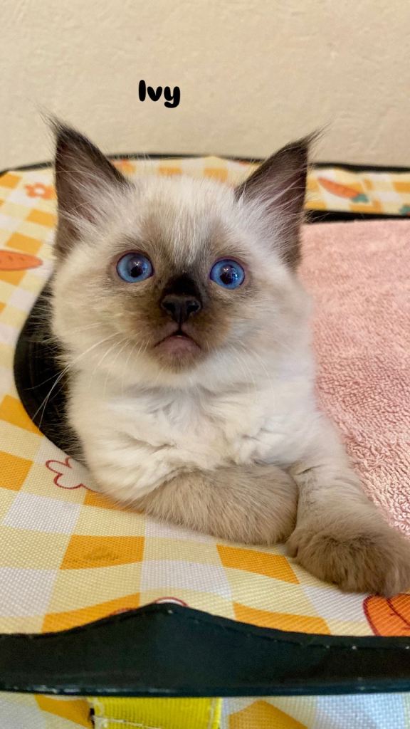 Ragdoll kittens for sale