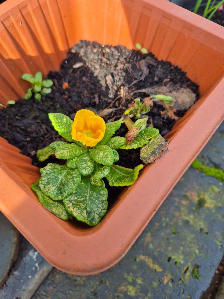 Spring and summer flowers🌼 Primrose 