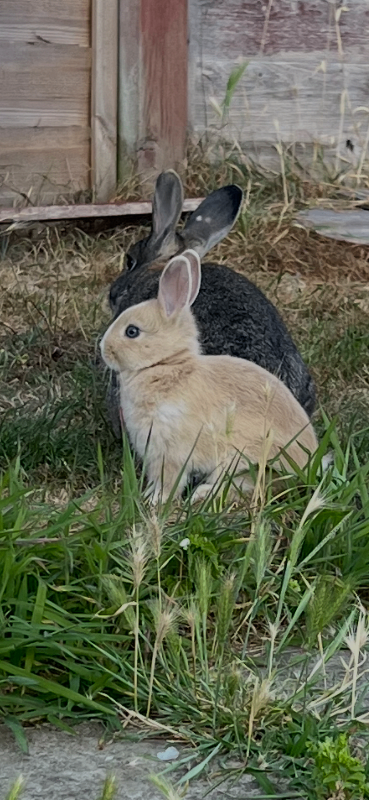 Bunny 