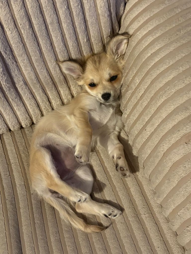 Pomchi 