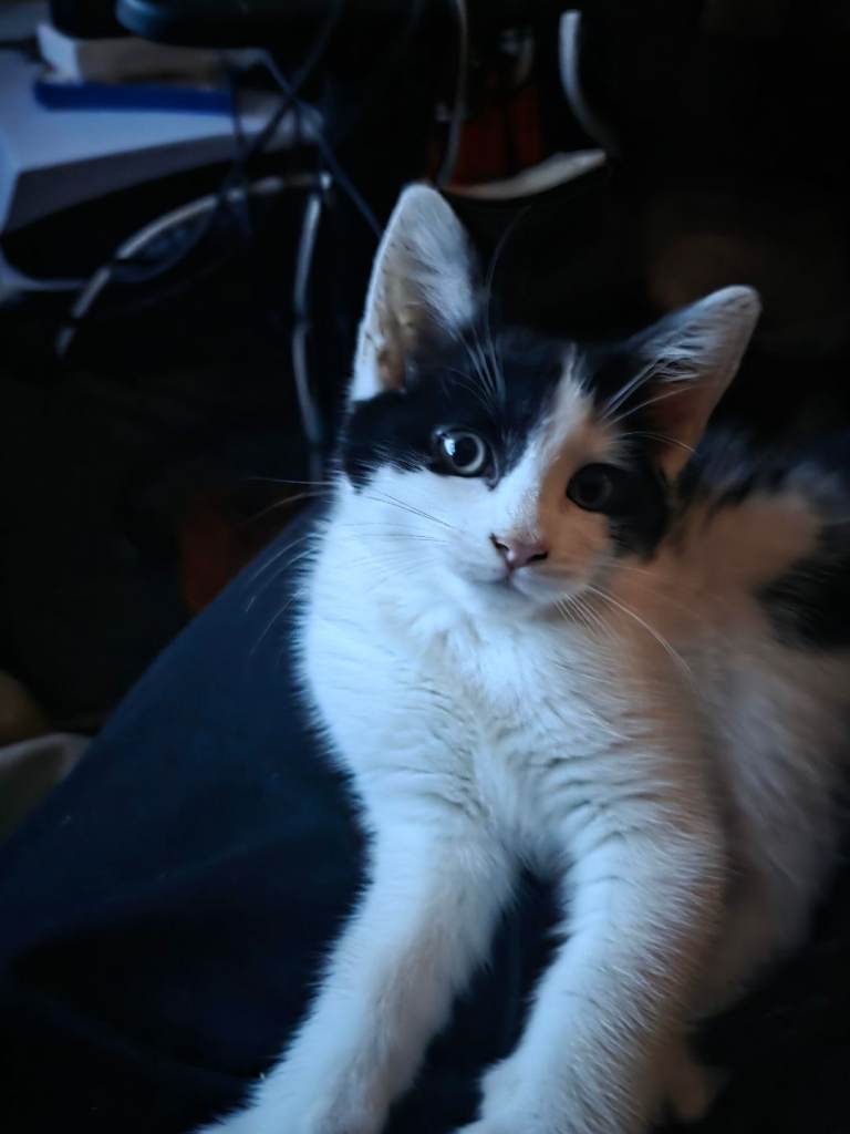 Kitten for sale