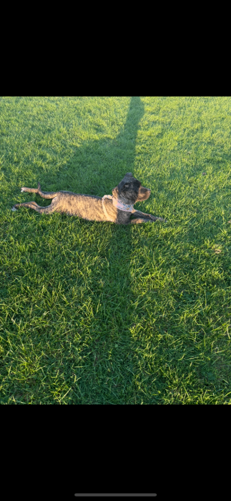 Last Reduction! nova 