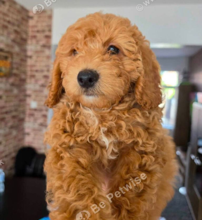 Cockpoo x maltipoo female