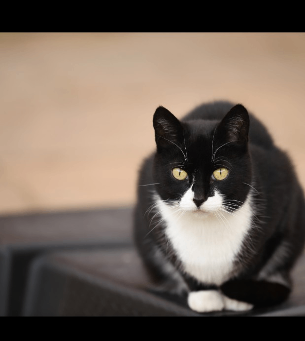 Female shorthair cat 5 yrs old for sale