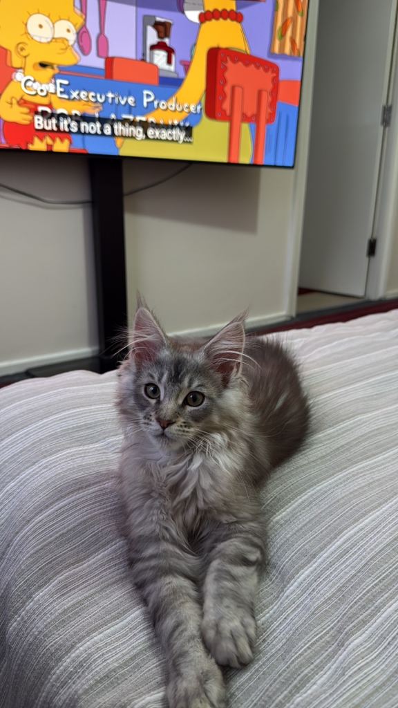 Maine Coon 