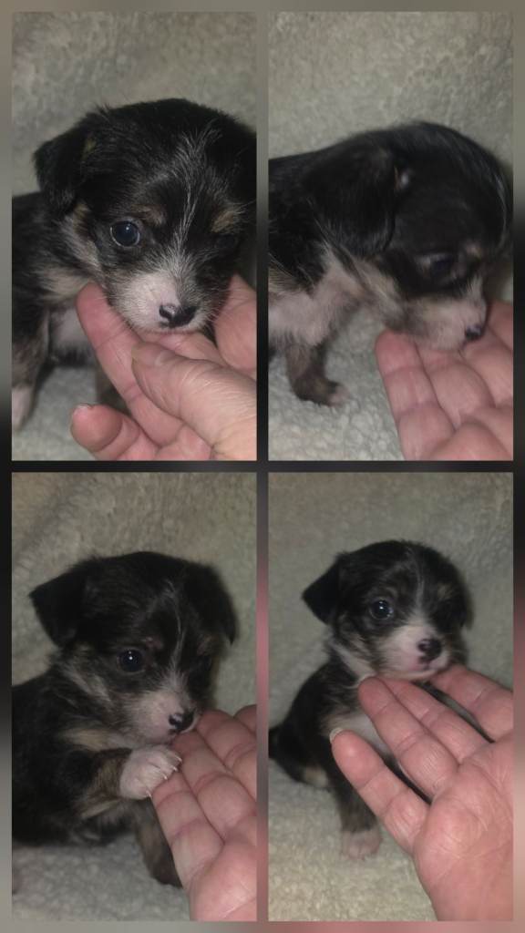 Chihuahua x chinese crested 