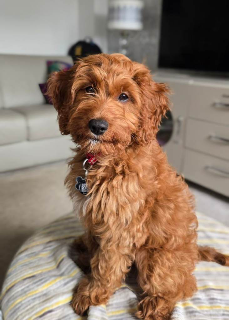 Lovable female Irish doodle pup.