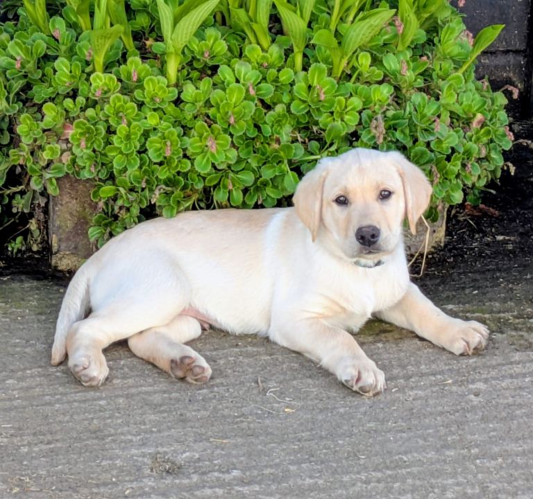 Beautiful KC registered Labrador puppies