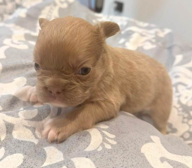 French bulldog puppies 