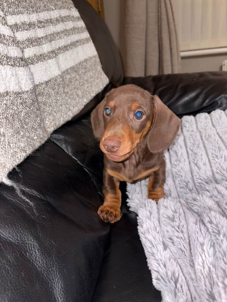 Dachshound puppies