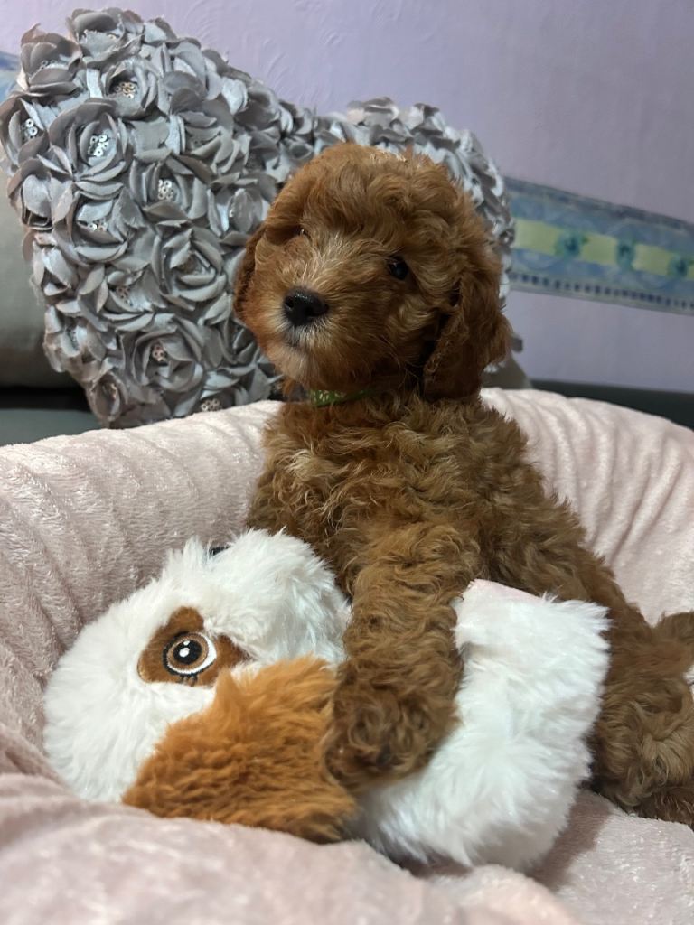 4 Female Cockapoo Puppies