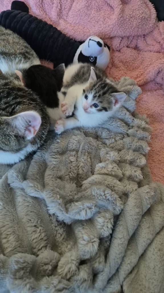 Adorable Kittens Looking for Forever Homes