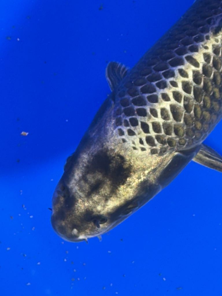 Large and Small Koi Carp great health and condition 