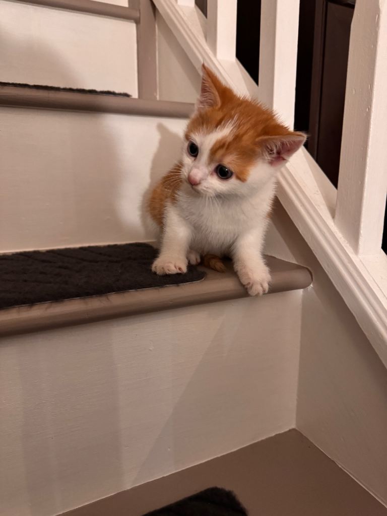 😻 Adorable Ginger & White Boy Kitten ❤️🐾