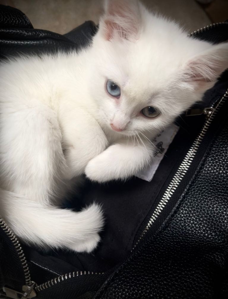 Beautiful white Turkish Angora kitten