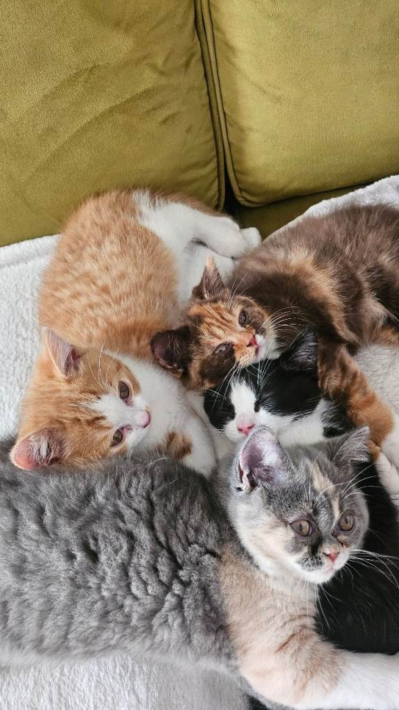 Beautiful Home-Raised Selkirk Rex&BSH Kittens 😻