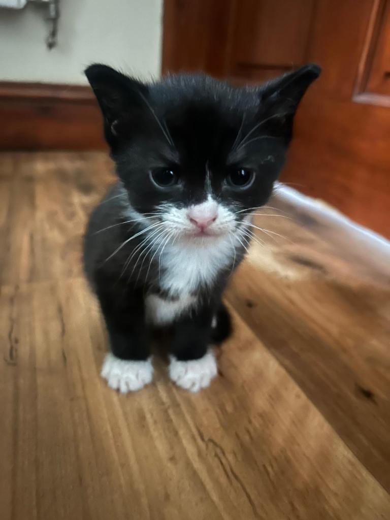 Kitten for sale black and white 