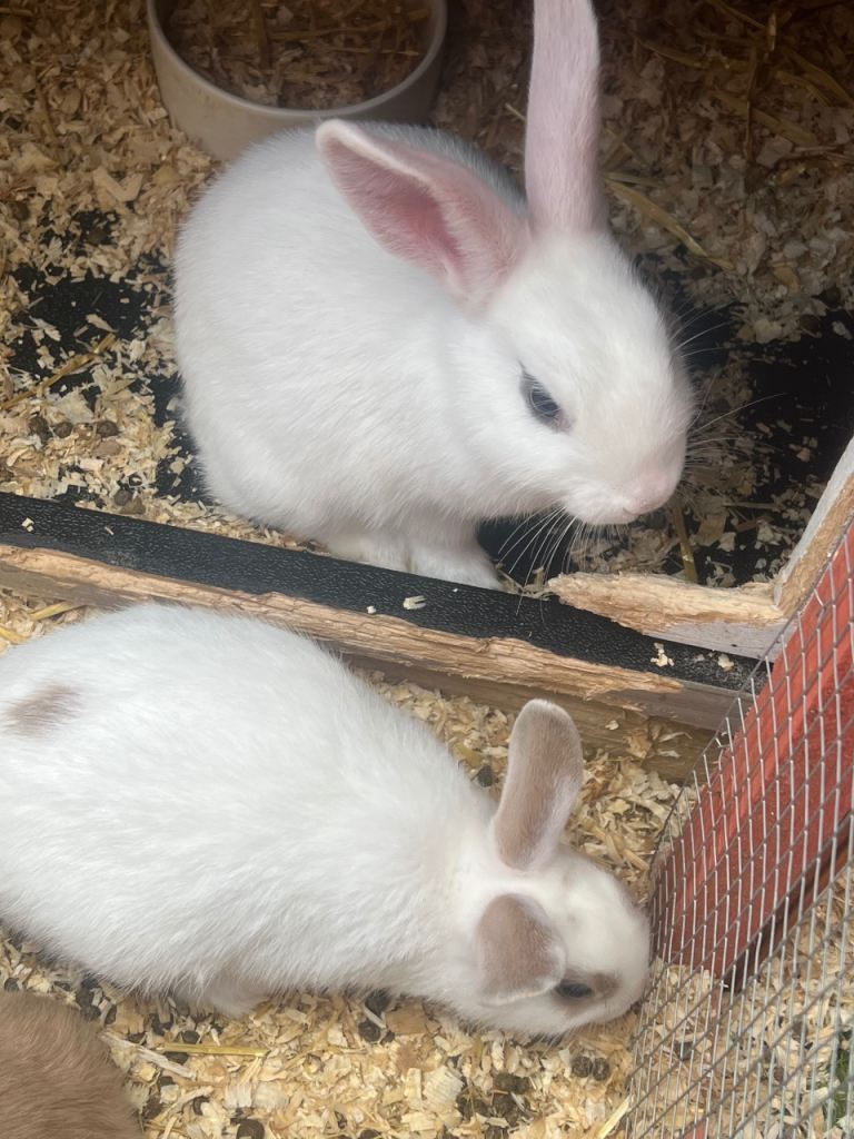 Mixed baby rabbits 