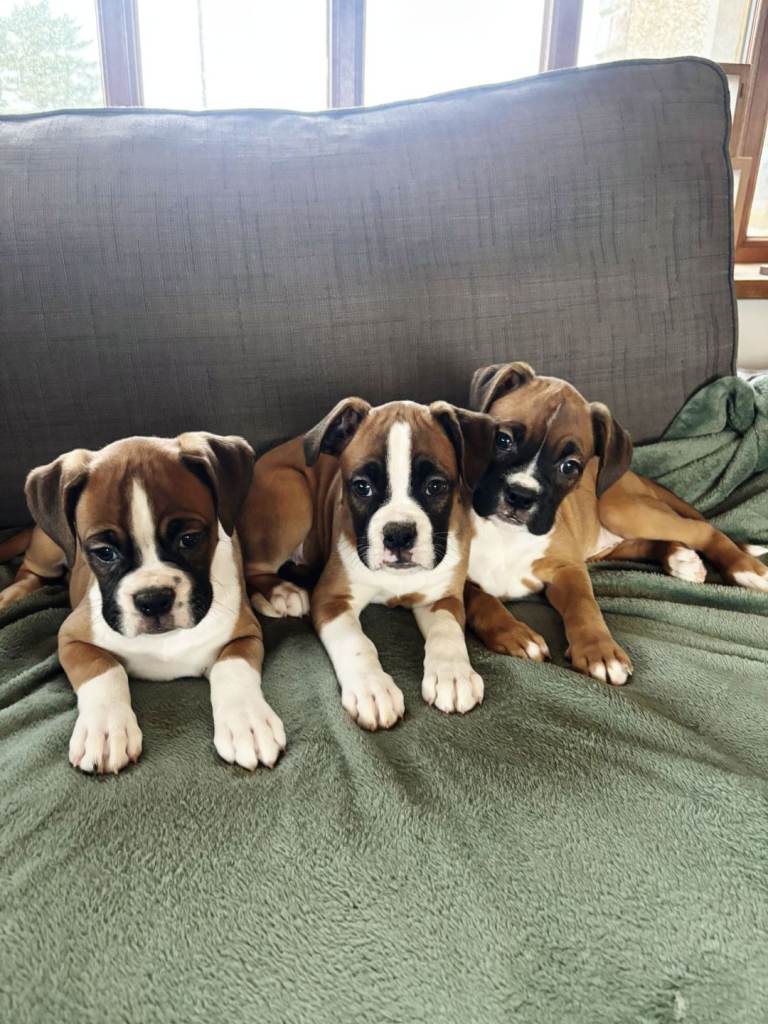 Boxer puppies 