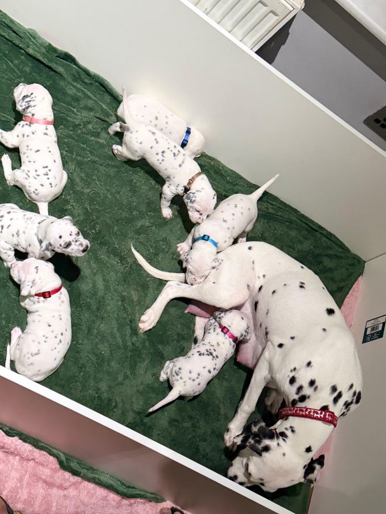 Dalmation puppies 