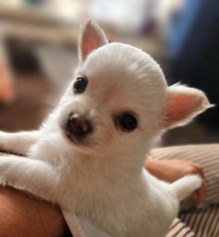 3 stunning chihuahua puppies