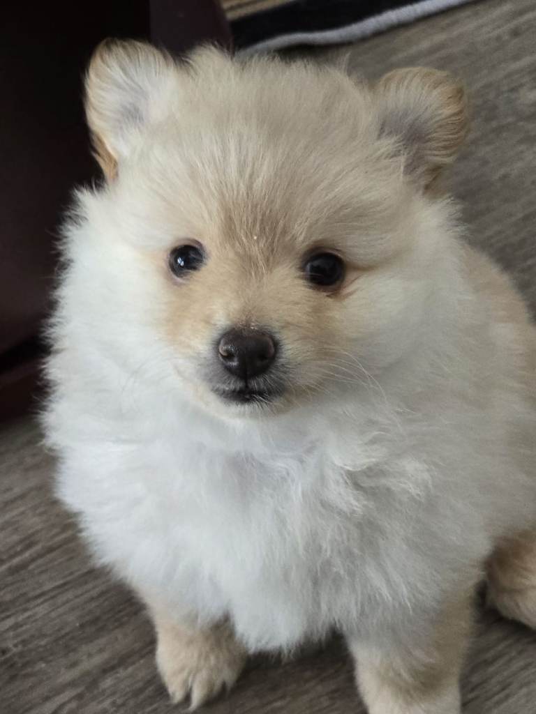 Beautiful puppies for sale 600£ each.