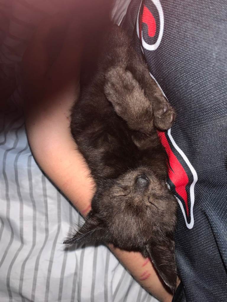 Black kitten
