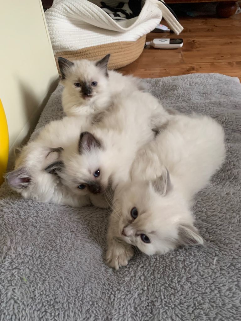 Pure breed ragdoll 