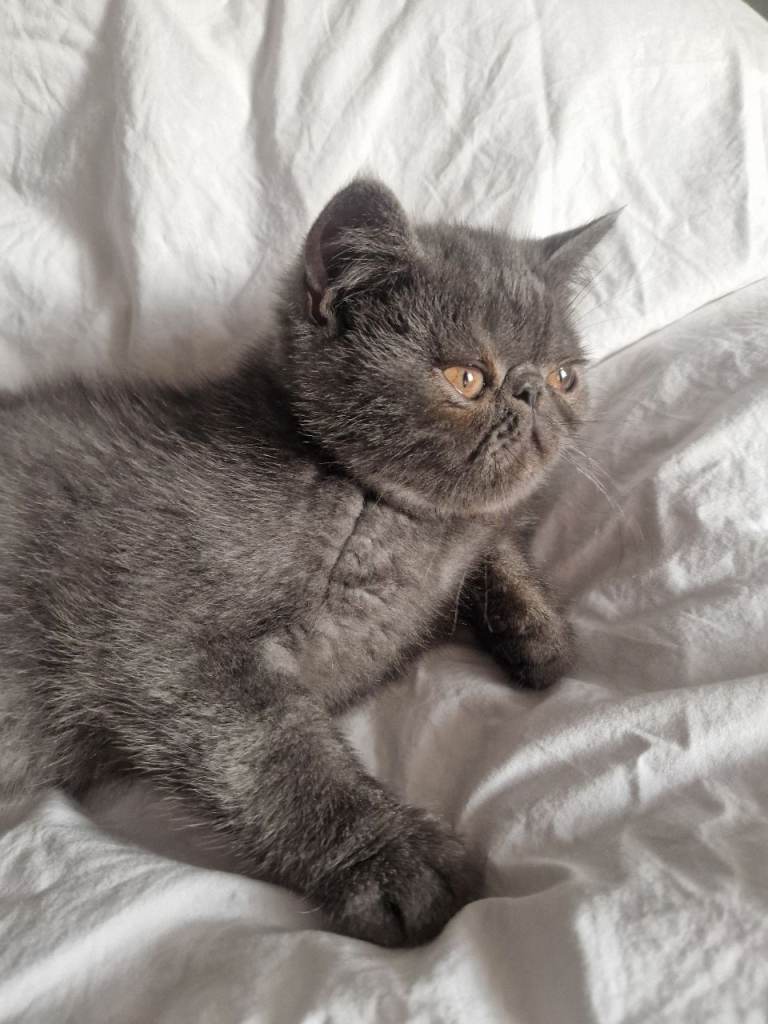 Blue male persian exotics