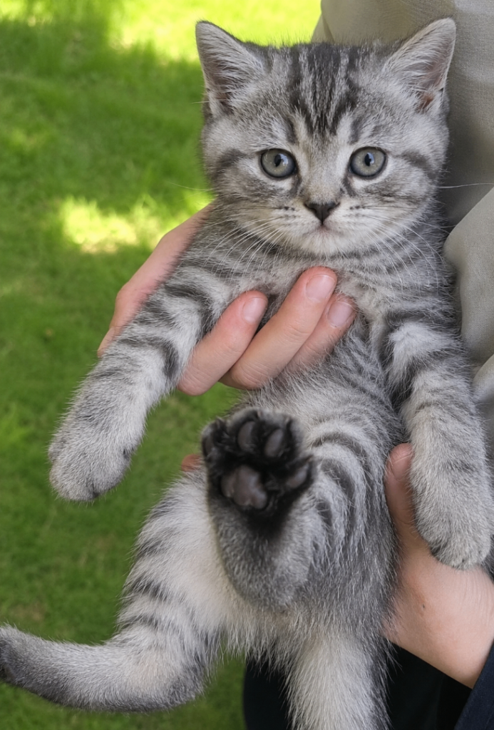 Bengal x BSH Kittens 🐾 Read Description 