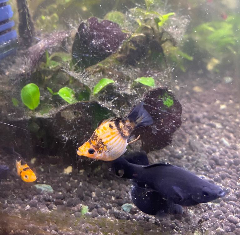 Tropical fish Young Balloon Mollys 