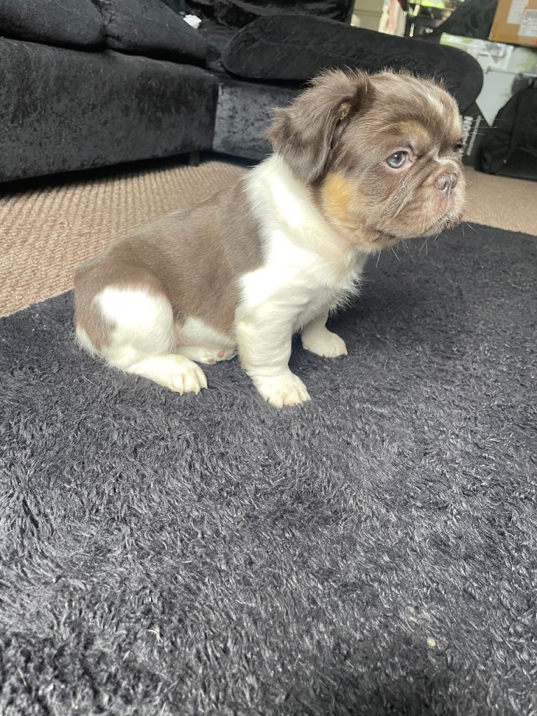 PRICE DROP Fluffy Frenchies