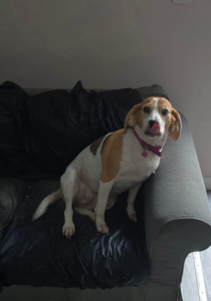 Rehome (pending)
