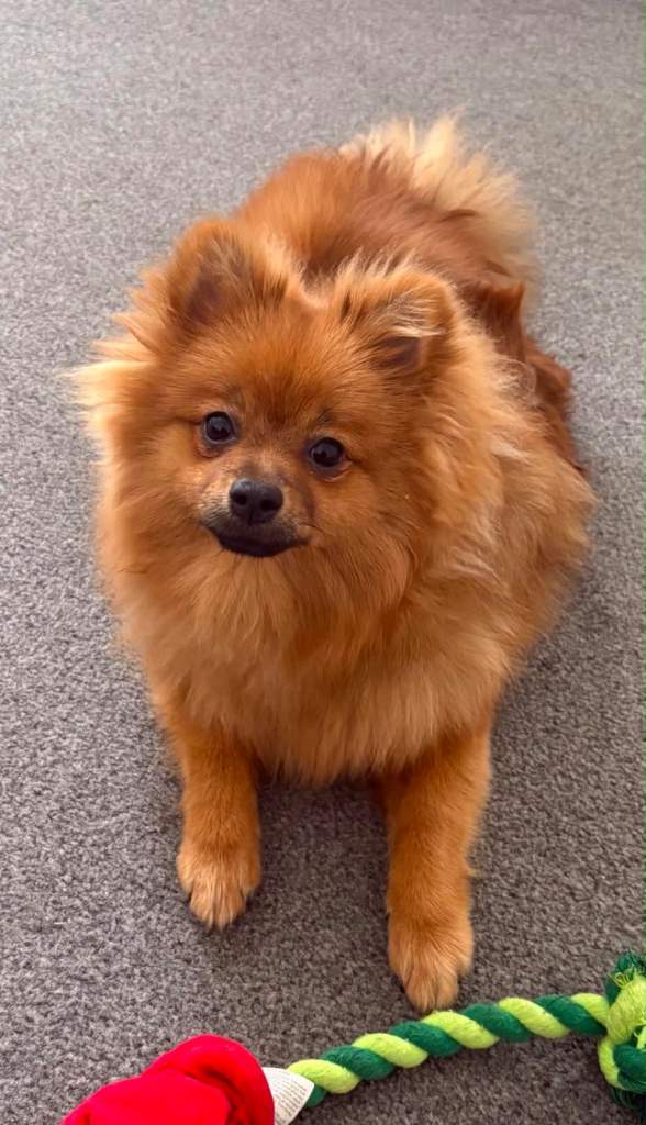 Pomeranian Girl 7 months old