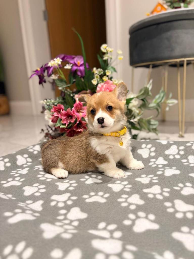 Pembroke welsh corgi pups 