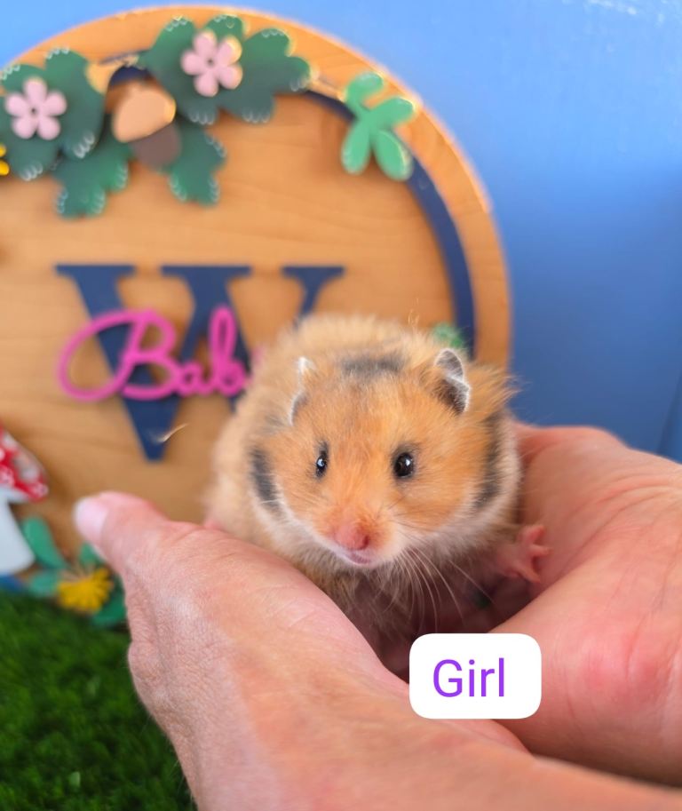 Baby Syrian Hamster Male Female 