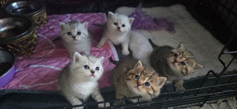 Beautiful British kittens