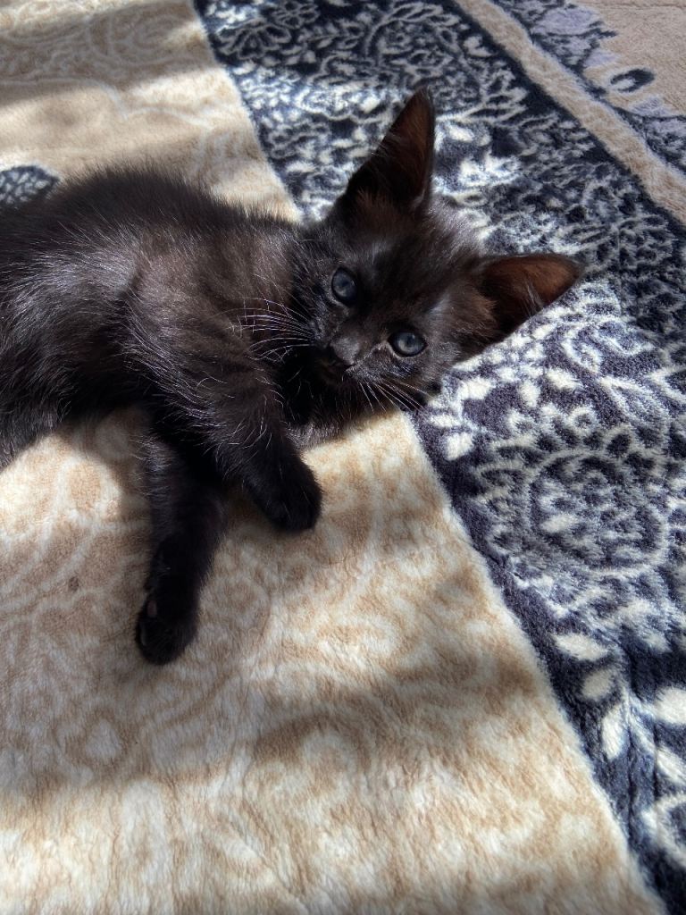 2 black baby kittens for sale 