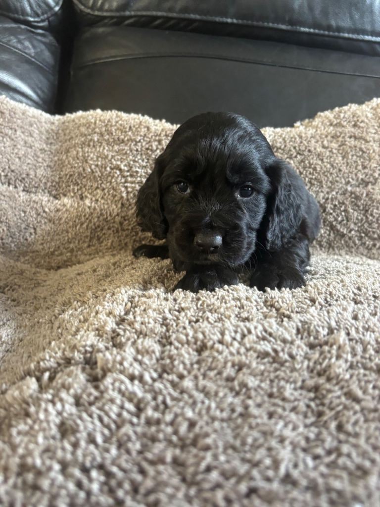 2 male cocker spaniel puppy’s 