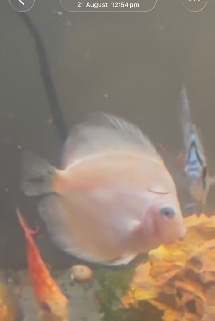 Discus fish for rehoming