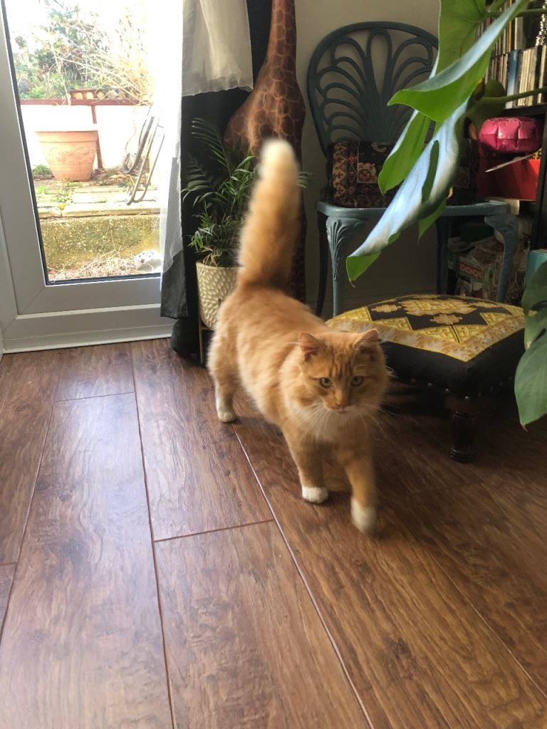 Junior Kitten For Sale Ginger 8 Months Old 